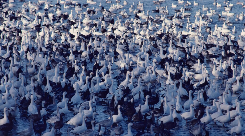 Desoto Nationale Dyrerefugium