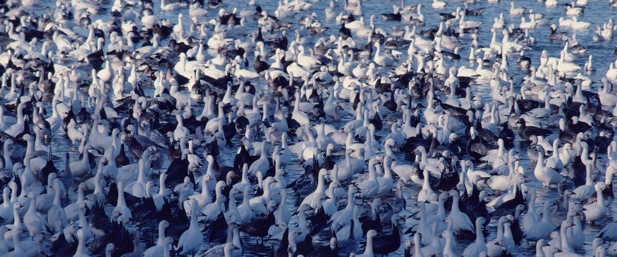 Lesser snowgeese (Anser caerulescens) on migration DeSoto NWR Iowa