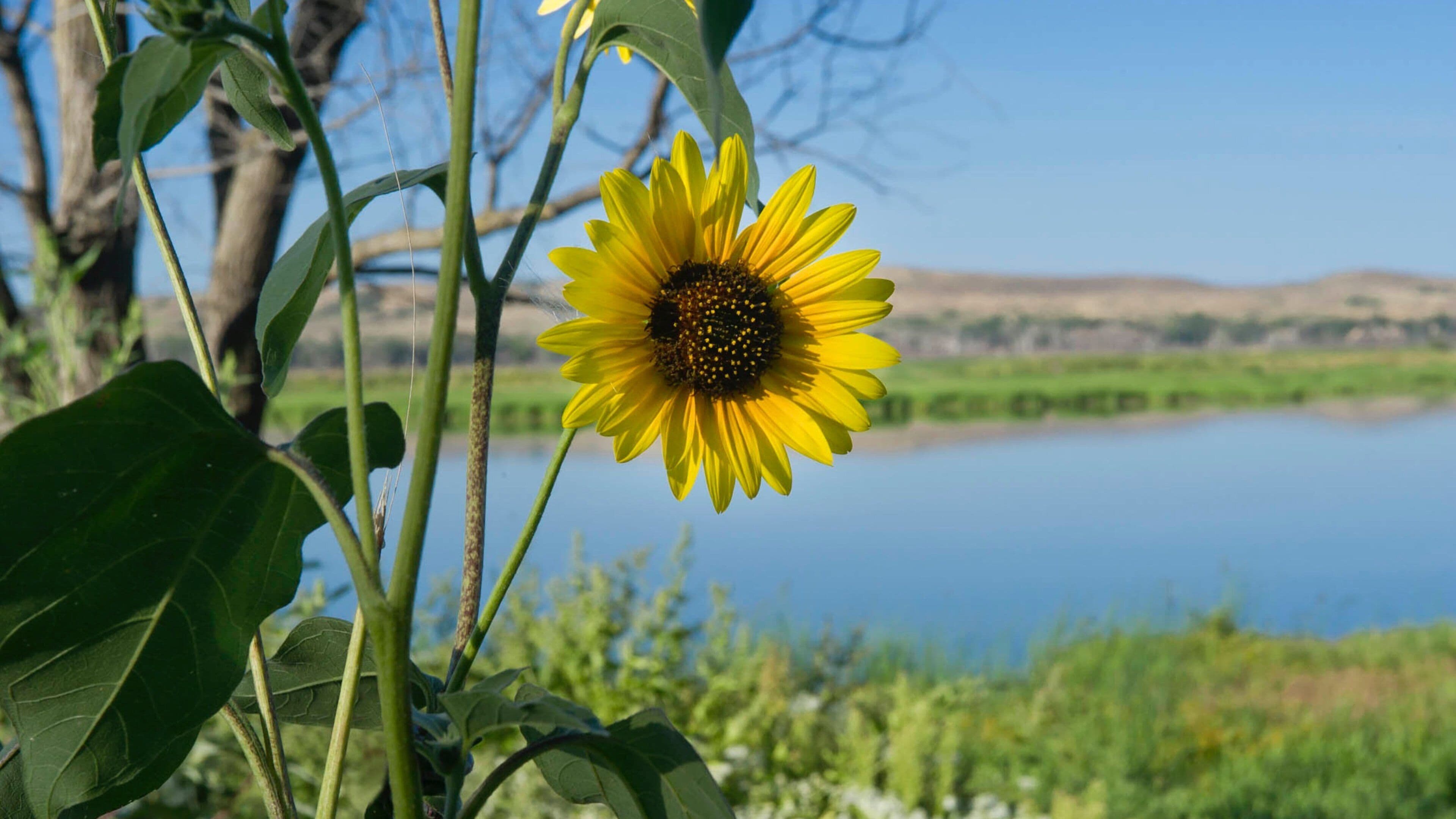 Niobrara State Park featuring wildflowers, a river or creek and tranquil scenes