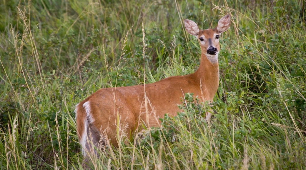 Niobrara caracterizando animais terrestres