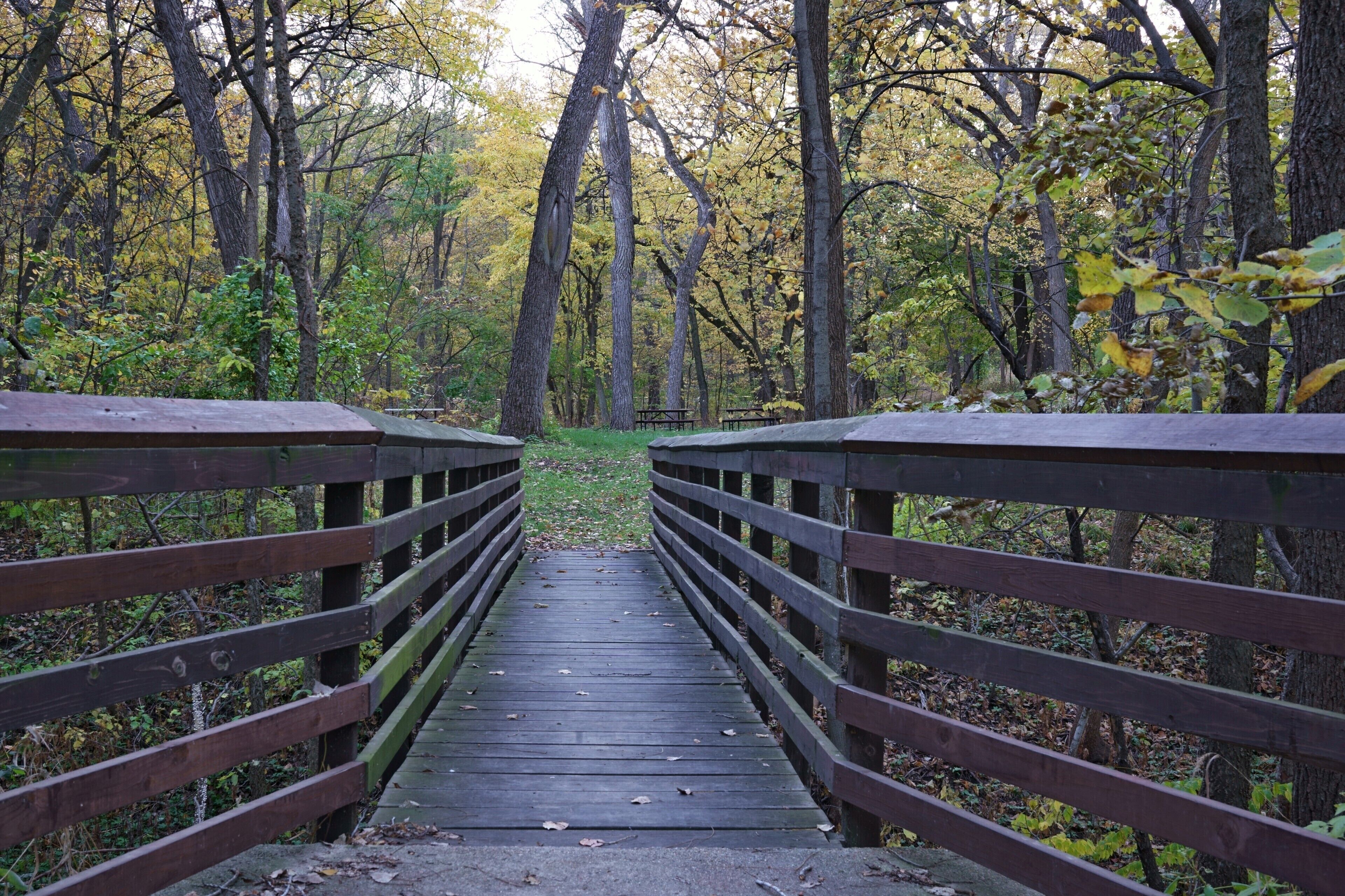 A wooden bridge in a forest with autumn foliage.