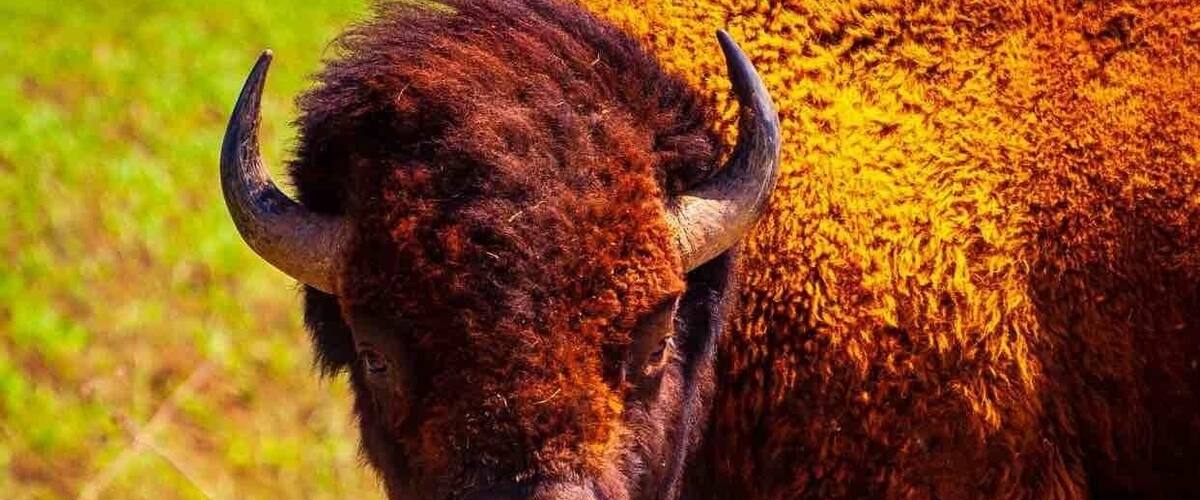A bison with dark brown fur and horns in a grassy field.