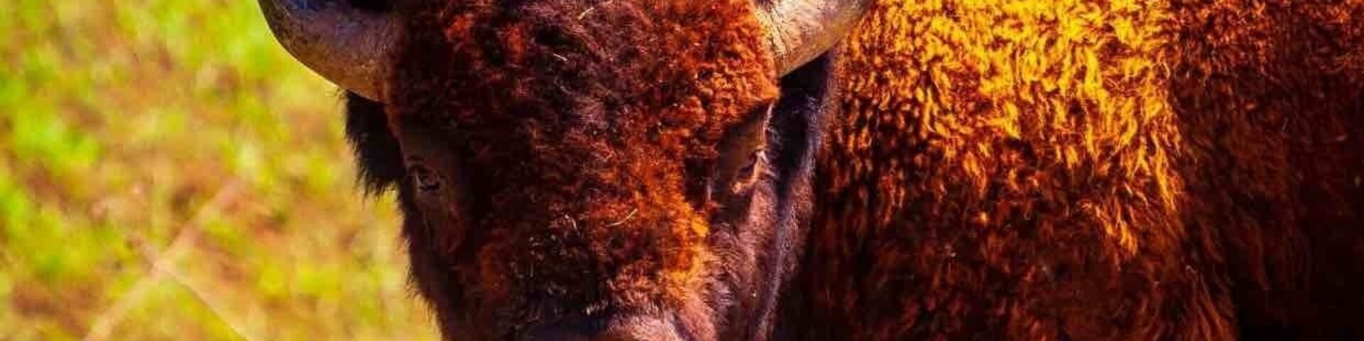 A bison with dark brown fur and horns in a grassy field.