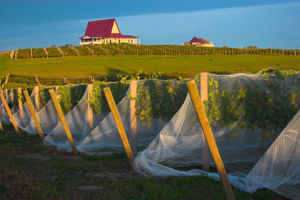 A vineyard with rows of grapevines supported by wooden stakes and netting, a red-roofed building, and a green field in the background.