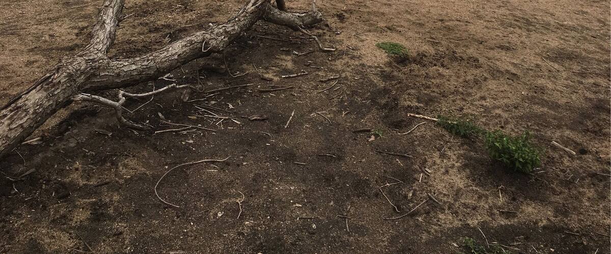 Somedays I'm still content with calling the Midwest home. Somedays. 🖤
Mt. Vernon, Iowa
Aug 2017
#myhometown #hometown #mtvernoniowa #iowa #midwest #palisadeskeplerstatepark #statepark #home #outdoors #hike #parks