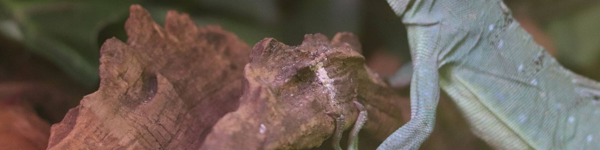 Rad Zoo in Minnesota