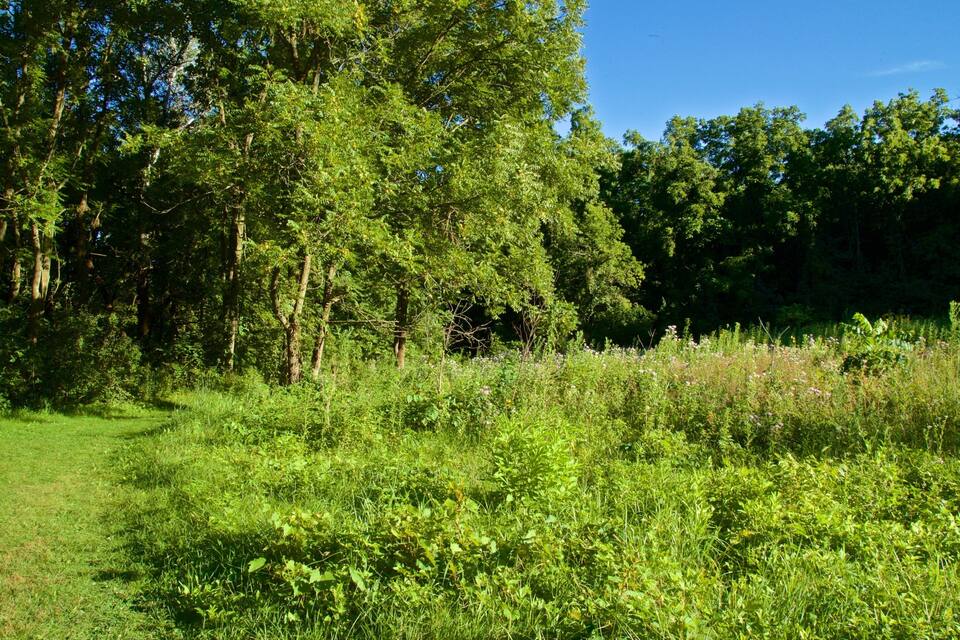 A lush green field with tall trees and dense underbrush.