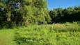 Un champ verdoyant et luxuriant, parsemé de grands arbres et d’une végétation dense.