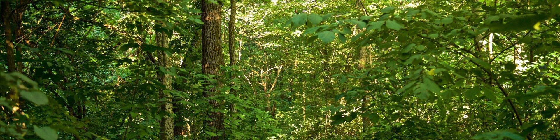 Área recreativa Mines of Spain ofreciendo bosques y un parque