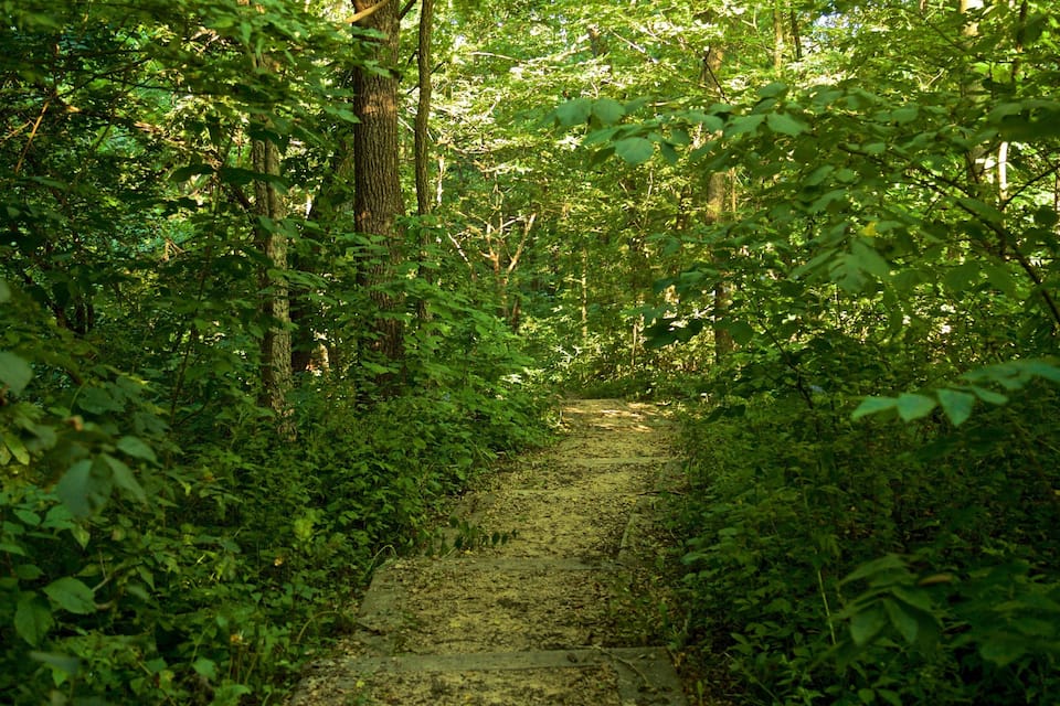 A forest path surrounded by dense green foliage.