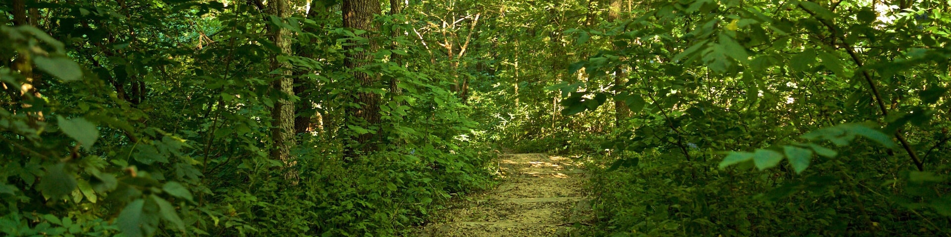 Mines of Spain Recreation Area mostrando cenas de floresta e um jardim