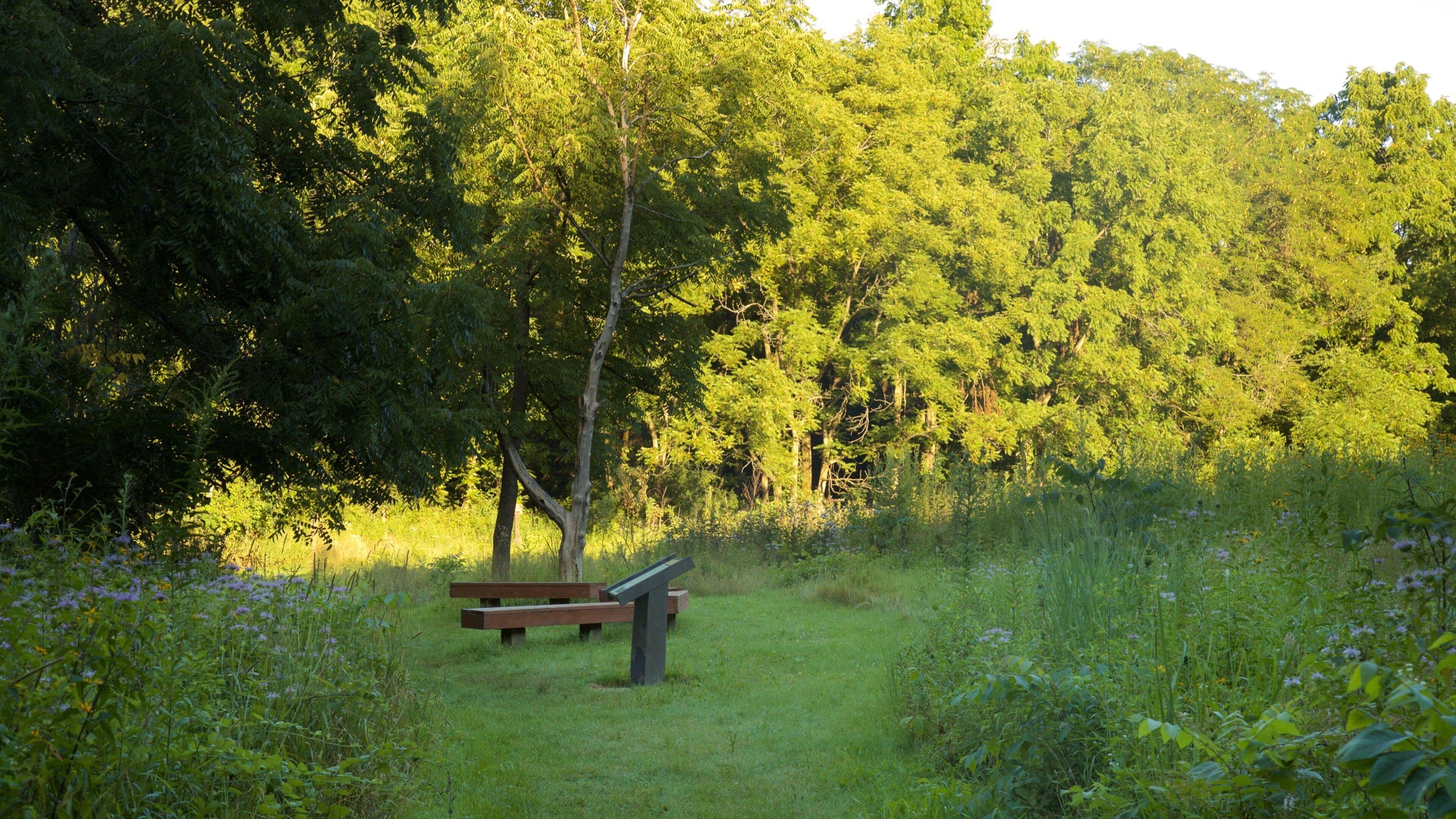 Un sentier bordé d’herbe, avec un banc en bois, entouré d’arbres verdoyants et touffus.