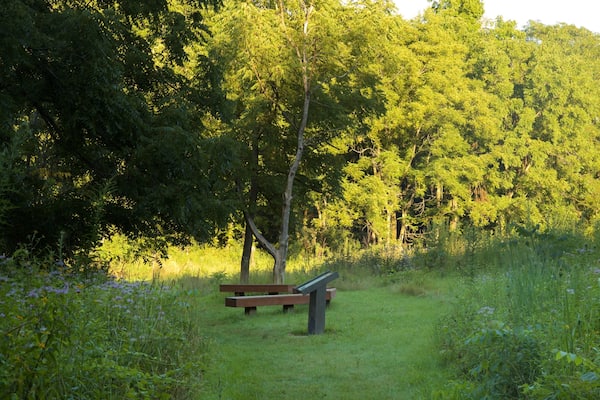 A grassy path with a wooden bench surrounded by dense green trees.