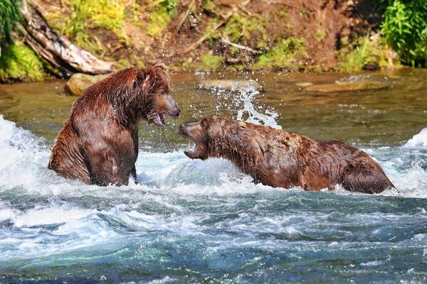 Bears at Brooks Falls bear King Salmon, Alaska, taken in 2018 #adventure