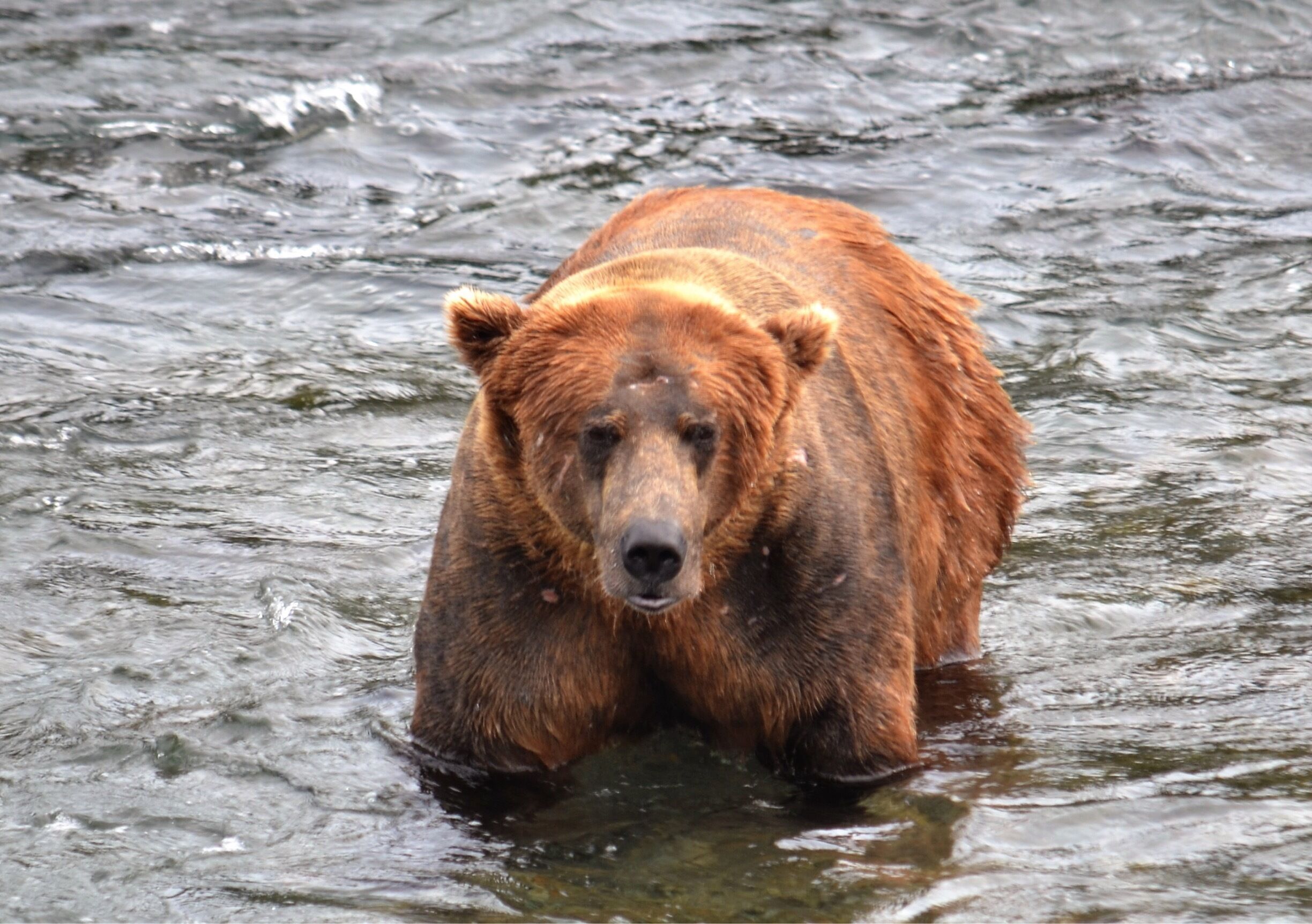 Bear watching at the river 