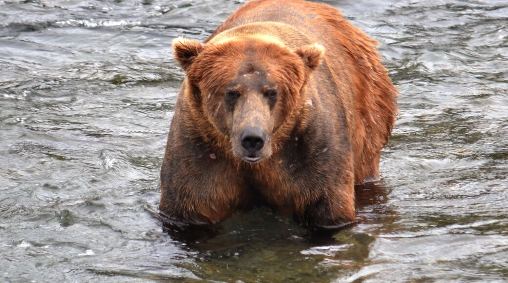 Bear watching at the river