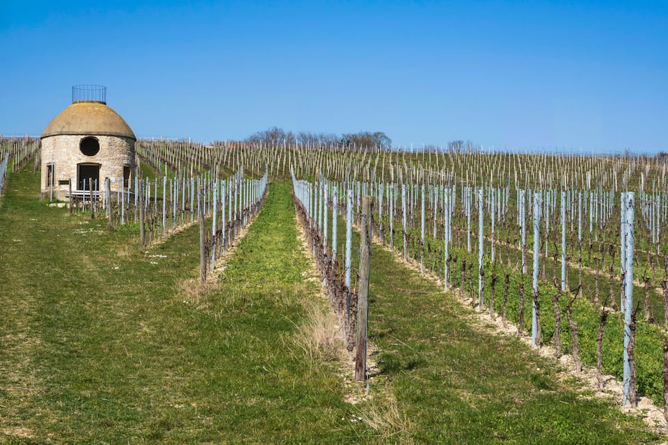 Un vignoble avec des rangées de vignes et un bâtiment en pierre surmonté d’un dôme.