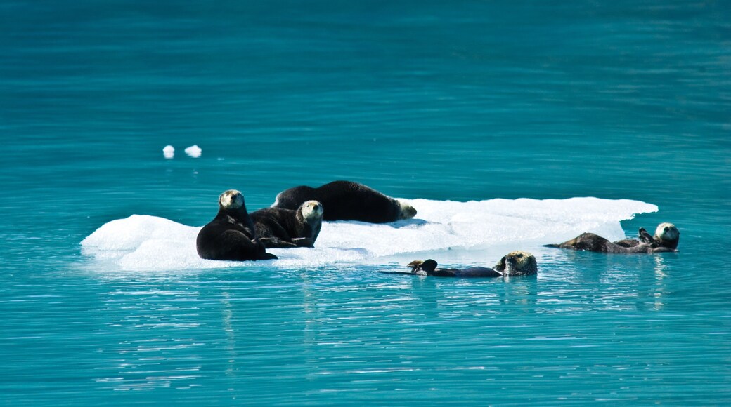 Kenai Peninsula featuring a bay or harbour and marine life