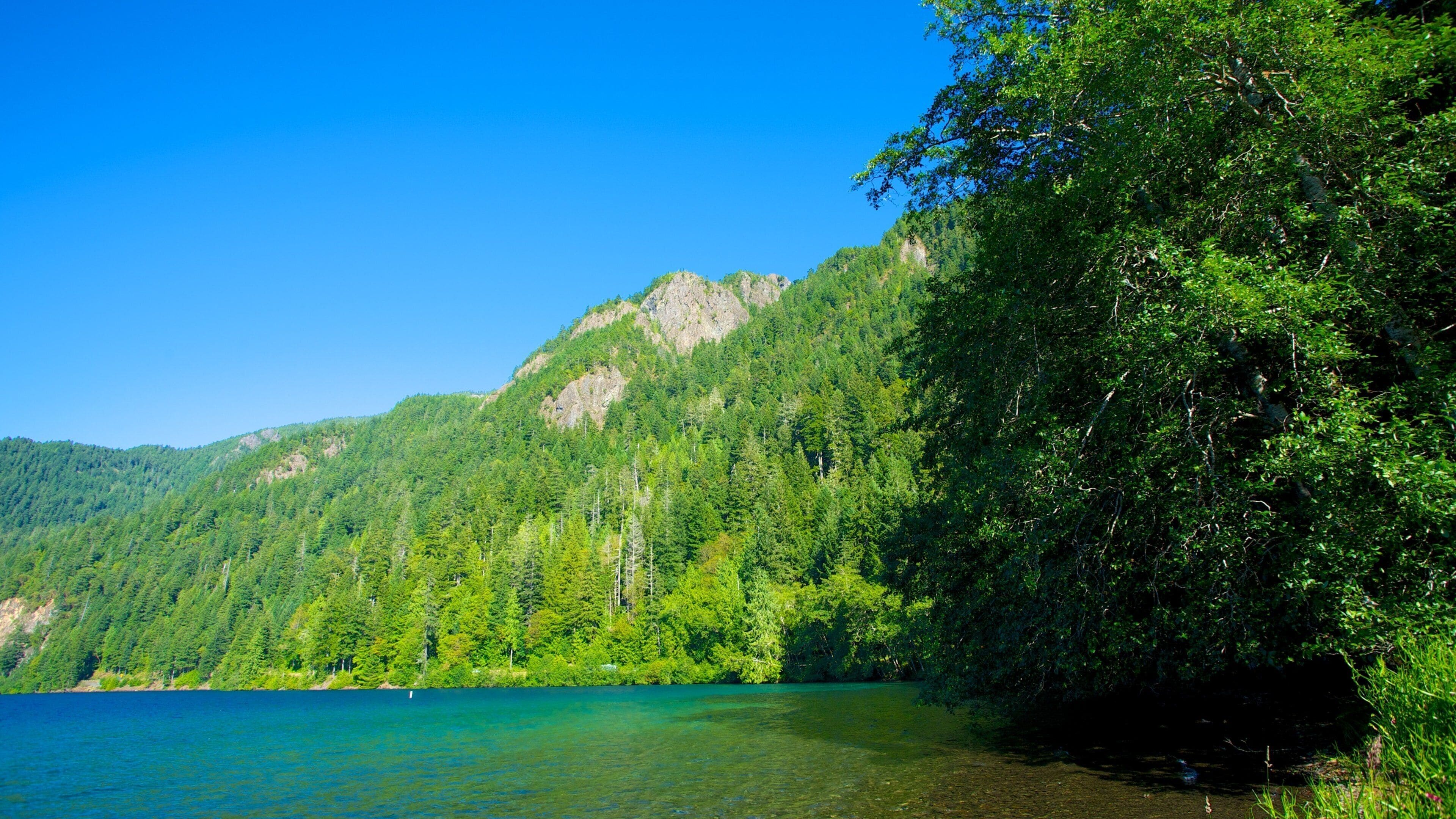 Olympic National Park featuring forest scenes, mountains and landscape views