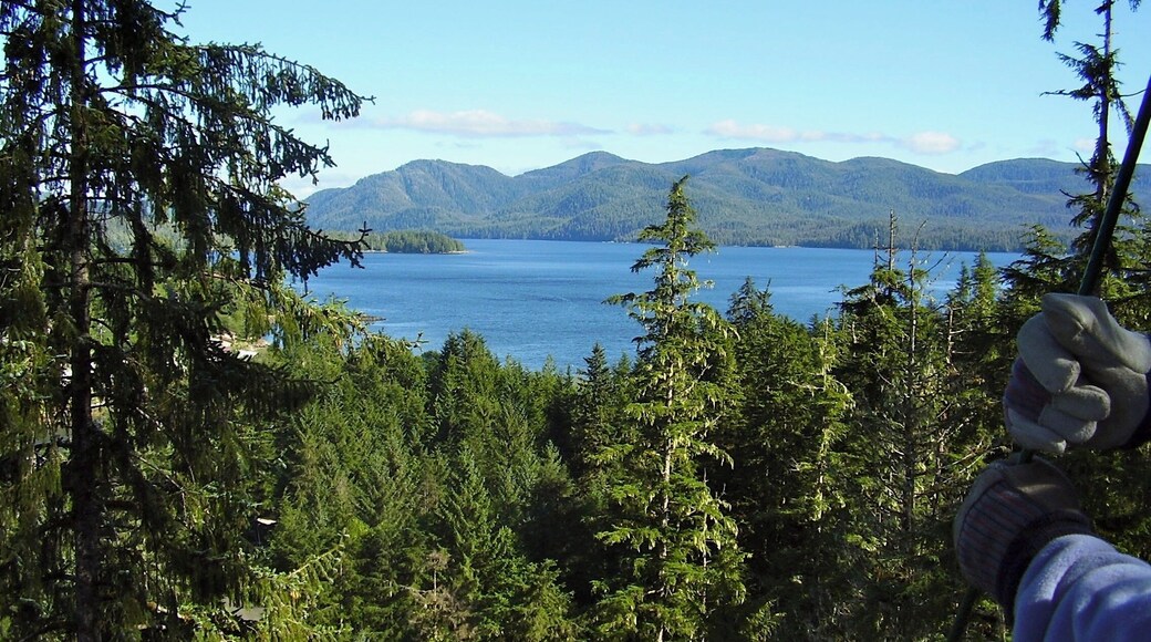 I've done a number of ziplines and this is one of the best. The views are stunning and the trees are so tall you really get a thrill zipping from one to the next. Plus, there's the added excitement of possibly spotting a black bear underneath you as you whizz by! This is a view from one of the platforms.