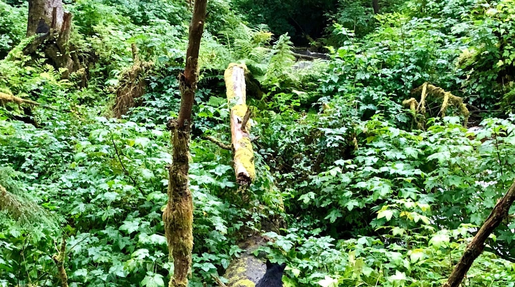 If only you could have heard this cub yelling for his mother. Thankfully, she was just under the limb and all was well when she climbed back up in his view.