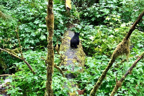 If only you could have heard this cub yelling for his mother. Thankfully, she was just under the limb and all was well when she climbed back up in his view.
