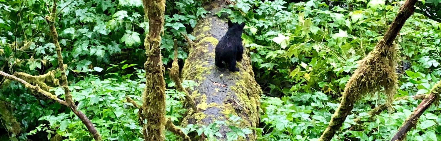 If only you could have heard this cub yelling for his mother. Thankfully, she was just under the limb and all was well when she climbed back up in his view.