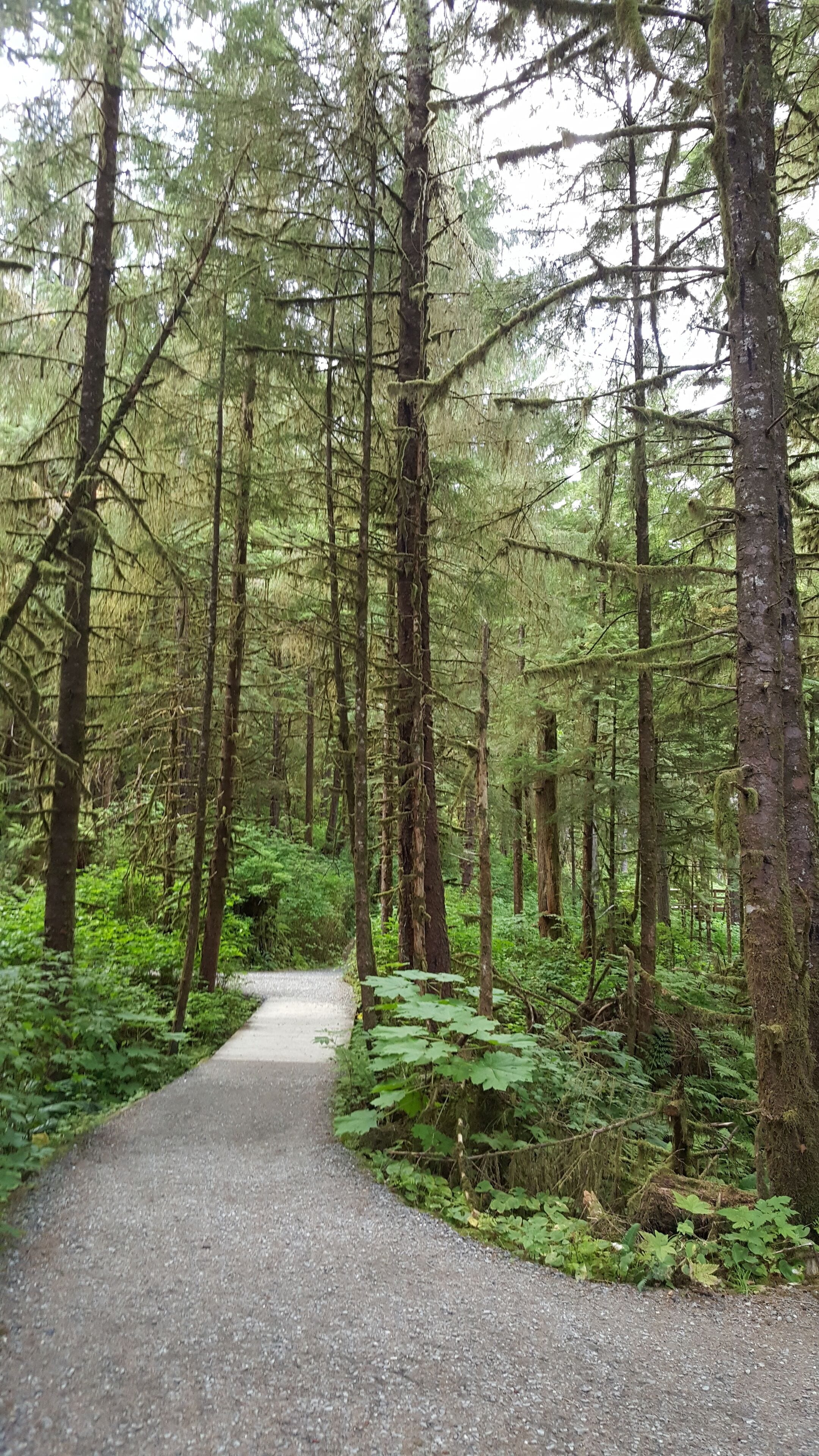 Part of the Tongass National Forest that covers majority of Alaska's southeast
-2019