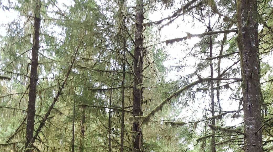 Part of the Tongass National Forest that covers majority of Alaska's southeast
-2019