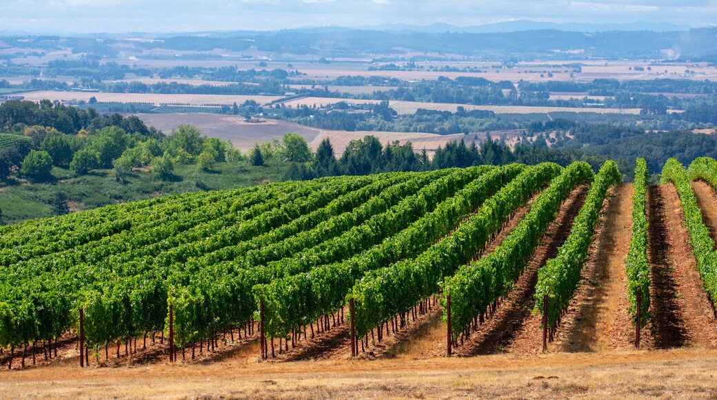 亞姆希爾谷葡萄園