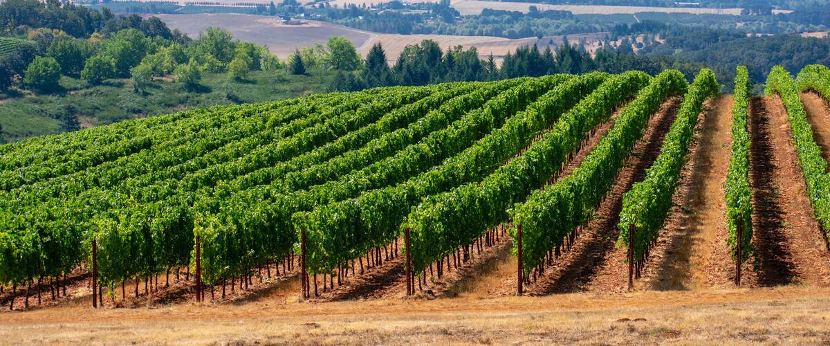 A look over rows of lush green vines in an Oregon vineyard, lit by morning sun, with a view of the forest and valley beyond.