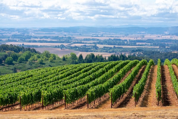 A look over rows of lush green vines in an Oregon vineyard, lit by morning sun, with a view of the forest and valley beyond.