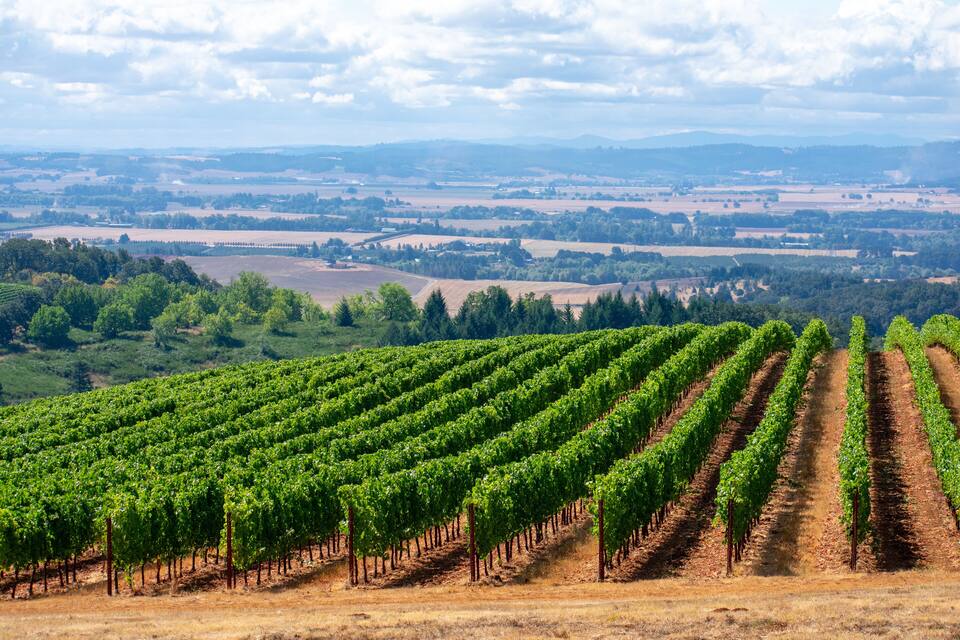 Un vignoble où s’étendent à perte de vue des rangées de vignes, entouré de collines douces et surplombé d’un ciel nuageux.