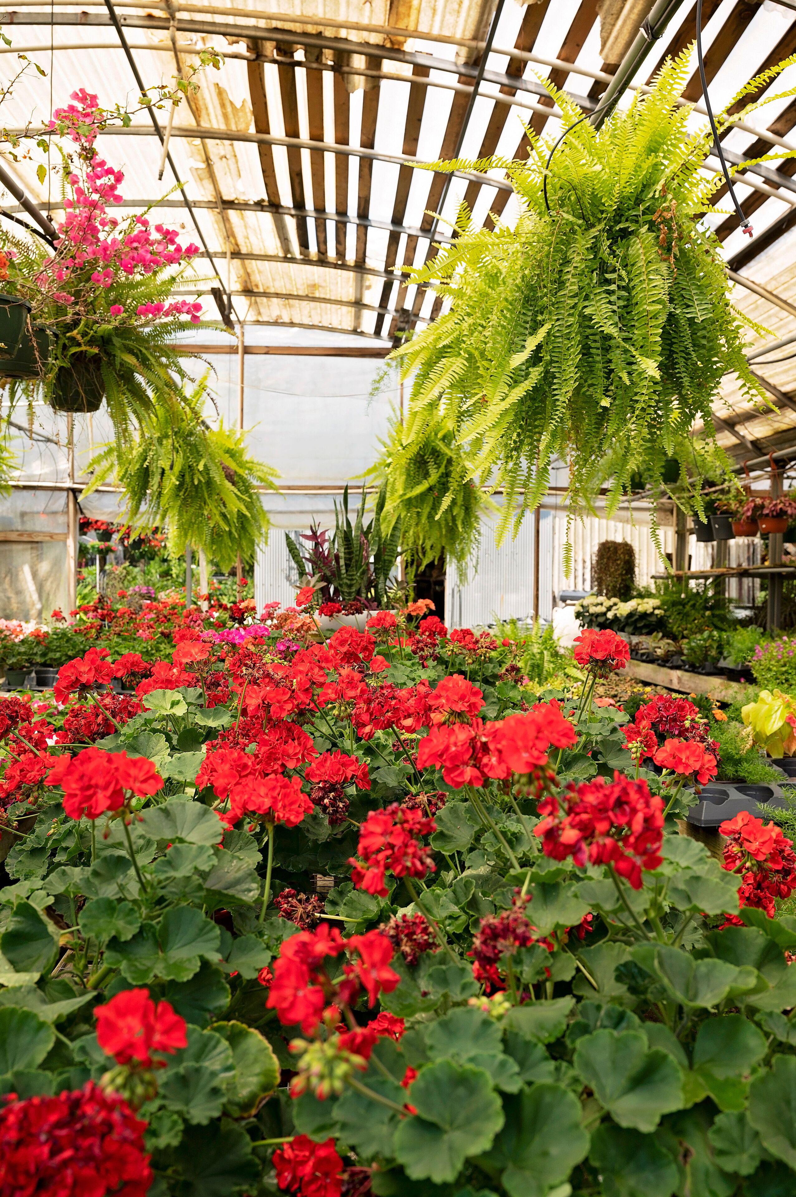 A greenhouse filled with vibrant red geraniums and hanging ferns