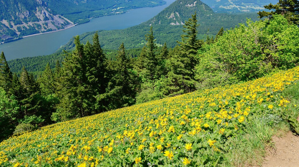 View of Columbia River from Dog Mountain trail. Yellow balsamroot wildflowers cover the mountain side. Washington State.