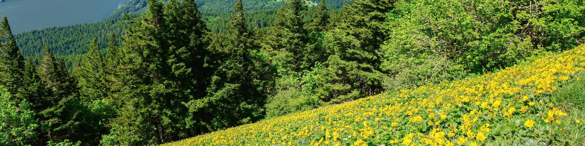 View of Columbia River from Dog Mountain trail. Yellow balsamroot wildflowers cover the mountain side. Washington State.