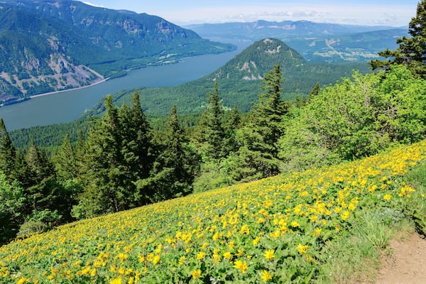View of Columbia River from Dog Mountain trail. Yellow balsamroot wildflowers cover the mountain side. Washington State.