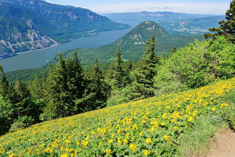 A mountainous landscape with a lake, dense forest, and a field of yellow flowers.