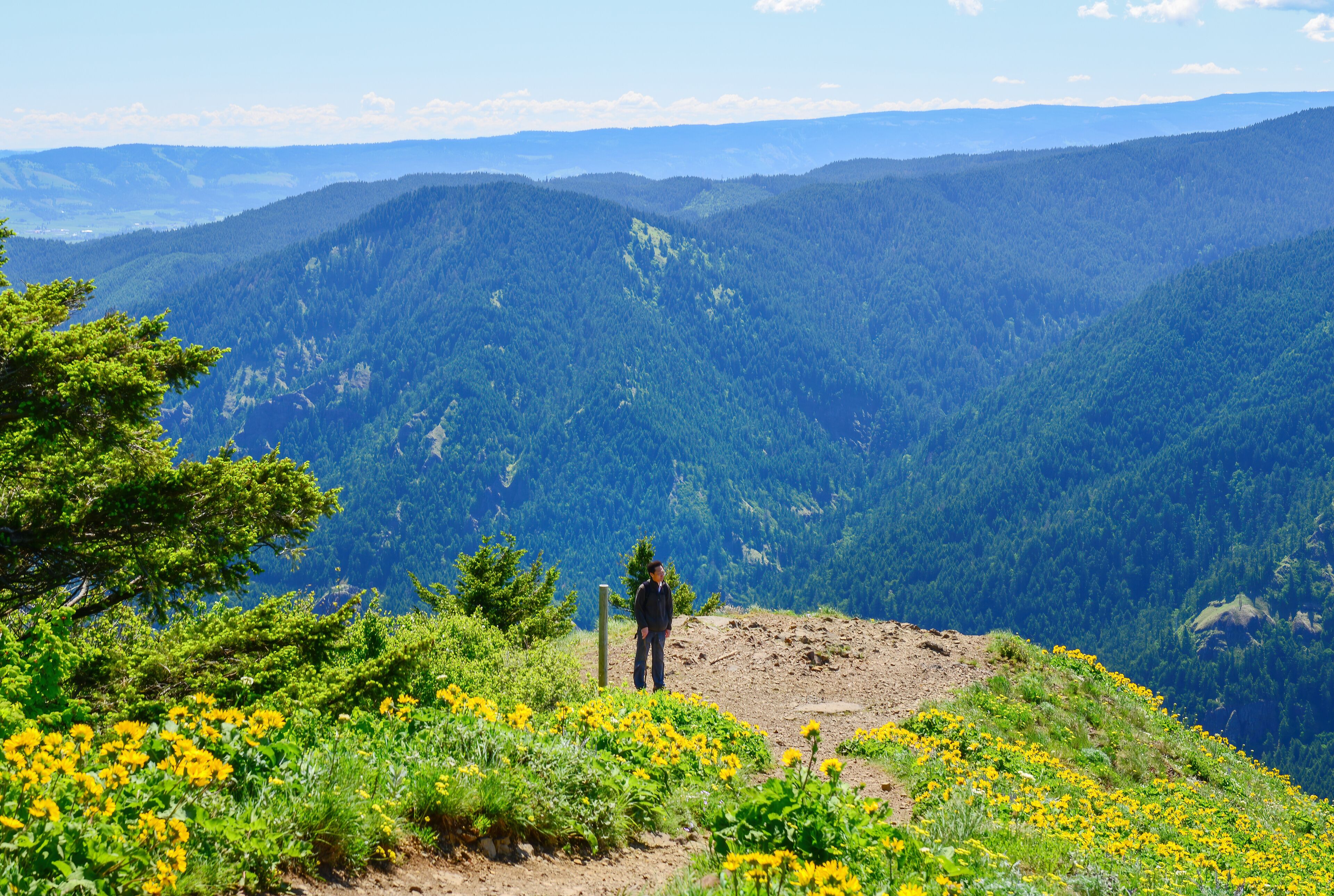 Man hiking Dog Mountain trail. Yellow balsamroot wildflowers cover the mountain side. Washington State.