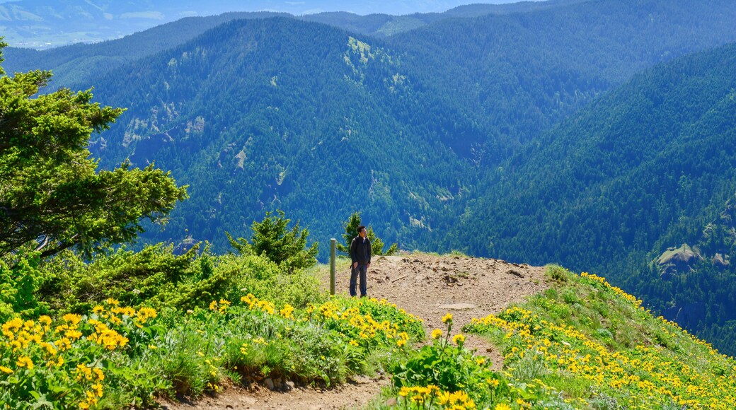 Man hiking Dog Mountain trail. Yellow balsamroot wildflowers cover the mountain side. Washington State.