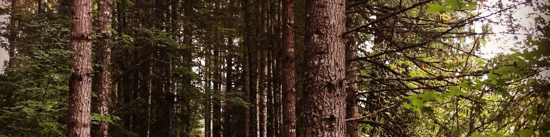 Morning hike! #hike #mayfieldlake #woods #wastateparks #ikekinswapark