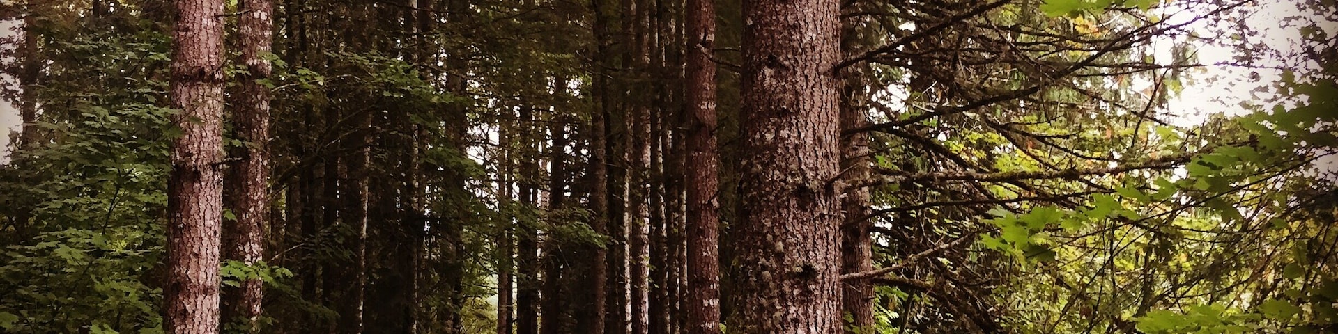Morning hike! #hike #mayfieldlake #woods #wastateparks #ikekinswapark