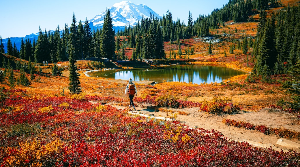 Girl hiking Through In The Chinook Pass Area of Mount Rainier National Park at Fall, Naches Peak Loop Trail