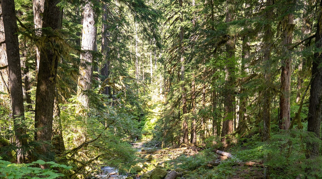 Grove of the Patriarchs Loop