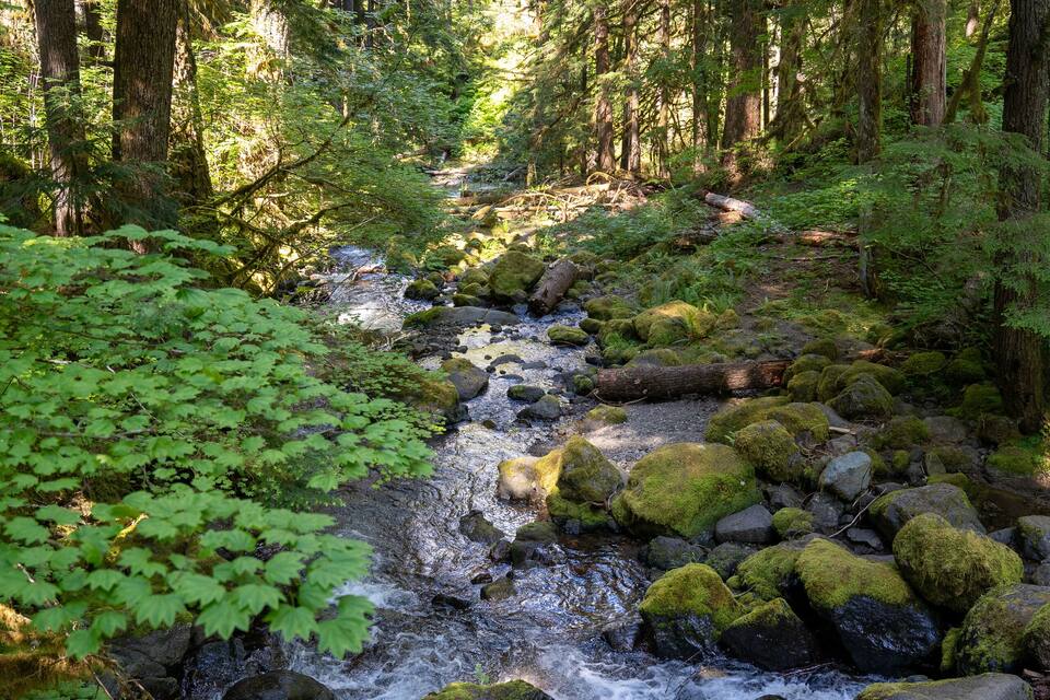 Un arroyo en un bosque con rocas y musgo.