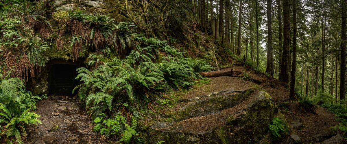 Panorama Of The Old Mine Along The Carbon River Trail In Mount Rainier