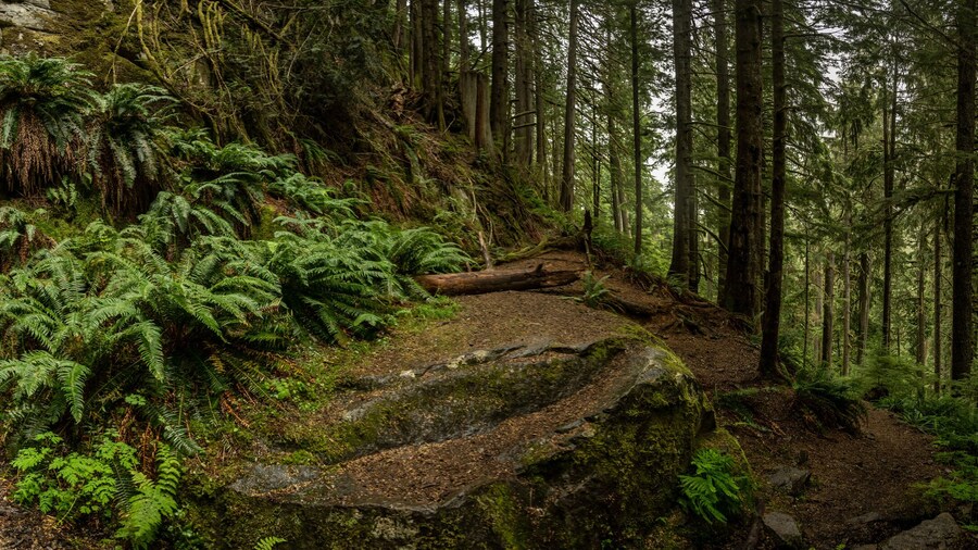 Sender de la Cova de Boulder
