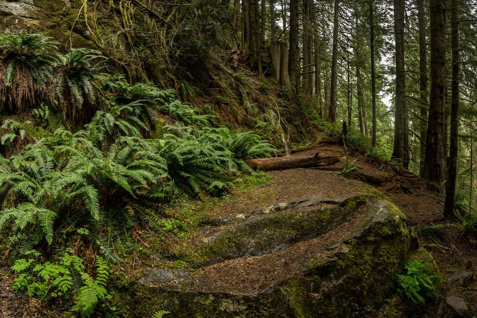 A forest with a moss-covered cave entrance surrounded by ferns and trees.