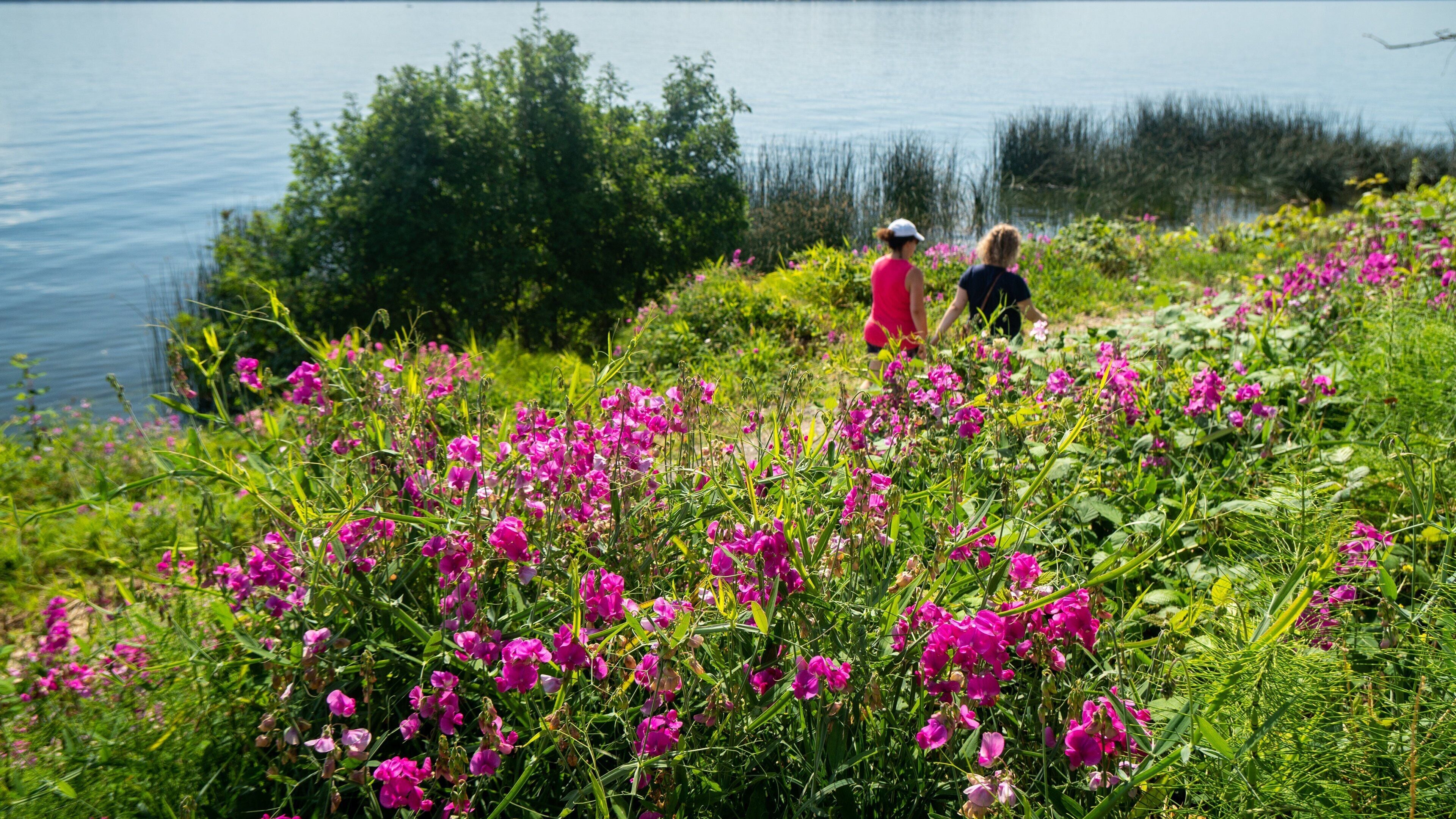 Lake Washington featuring wildflowers as well as a couple