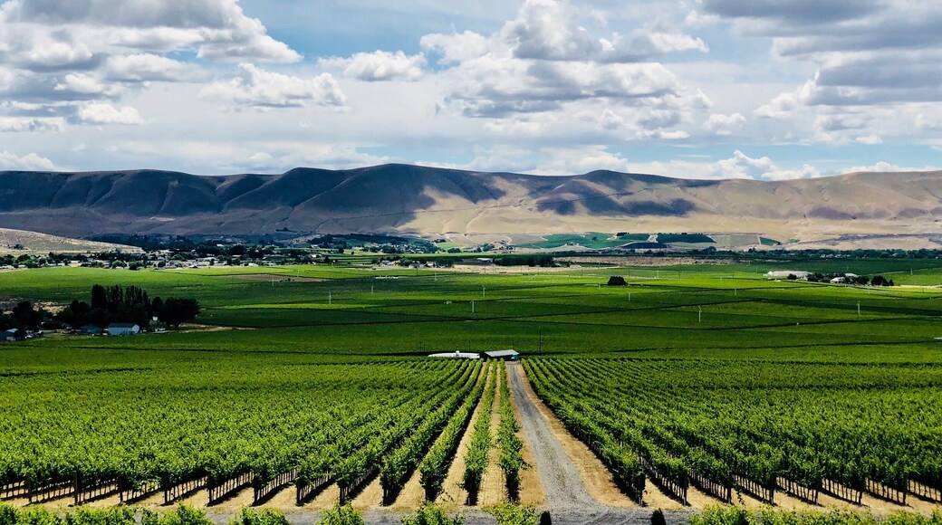 #wallaWalla is #PNWs gem. It’s Washington states wine country with some Big US name vineyards. 5 hours from #Seattle #wine #lifeatexpedia